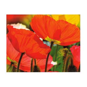 Mini Gift Card - Poppies